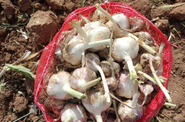 خرید و فروش سیر سهرابی در بهار همدان