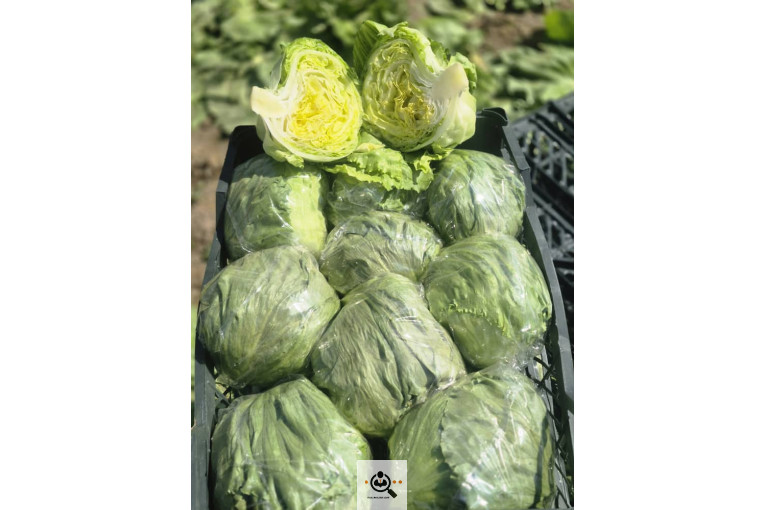 تامين كننده و صادرات صیفی جات و میوه جات میلاد بقایی در آستارا