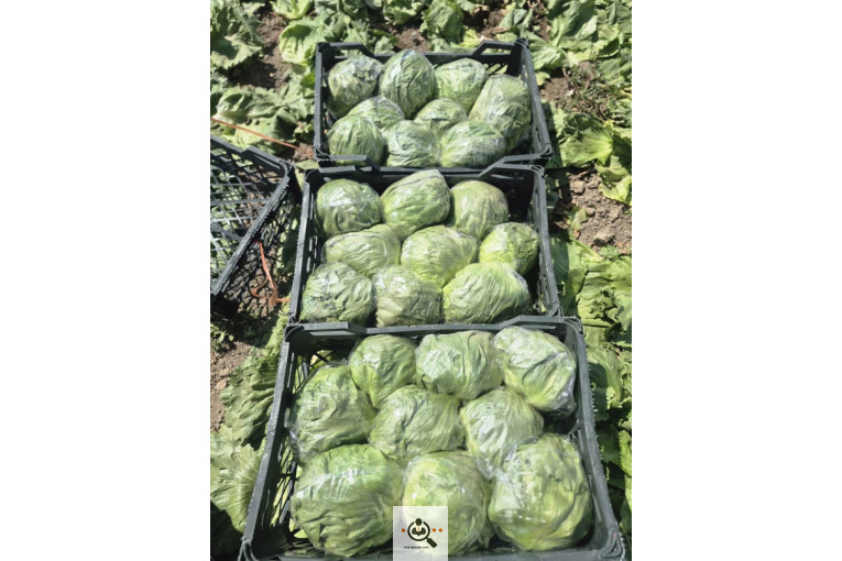 تامين كننده و صادرات صیفی جات و میوه جات میلاد بقایی در آستارا