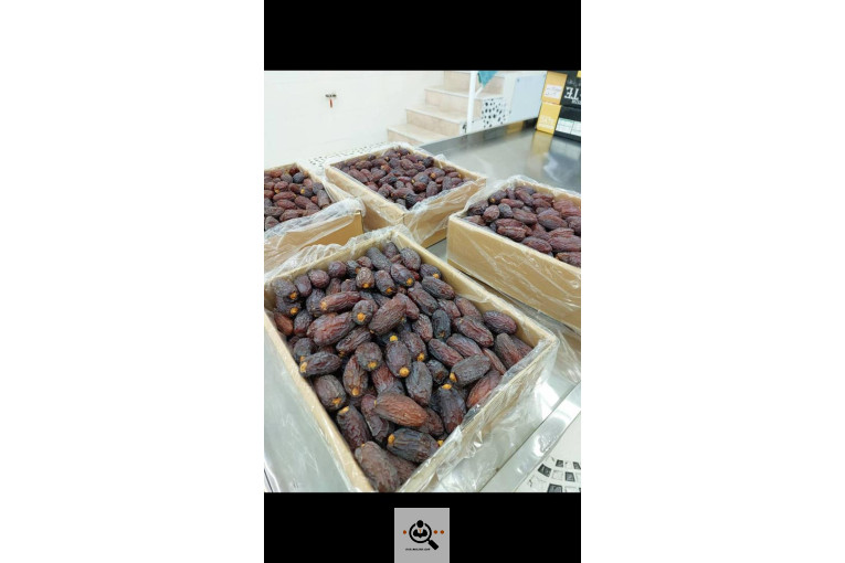 نخل و خرمای 1400 در تهران