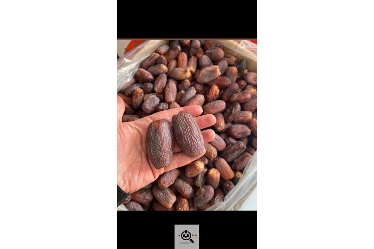 نخل و خرمای 1400 در تهران