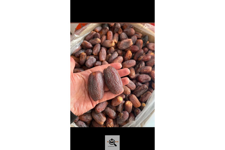 نخل و خرمای 1400 در تهران