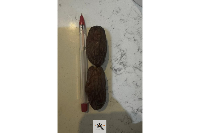نخل و خرمای 1400 در تهران