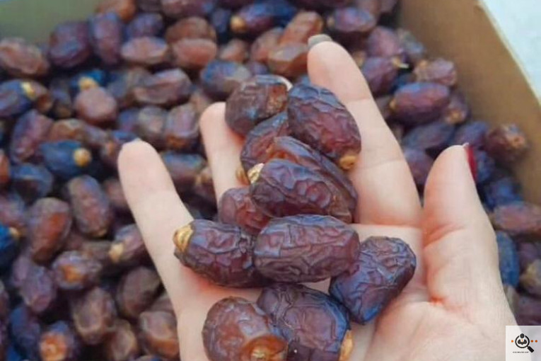 نخل و خرمای 1400 در تهران