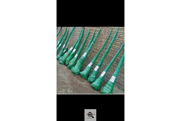 نخل و خرمای 1400 در تهران
