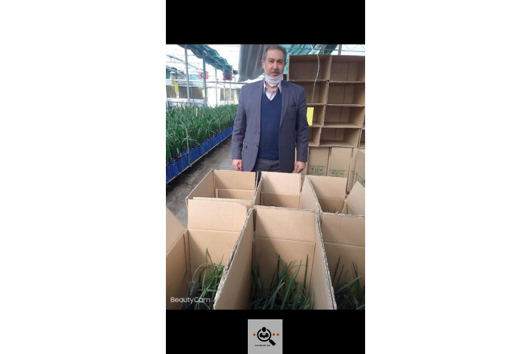 نخل و خرمای 1400 در تهران