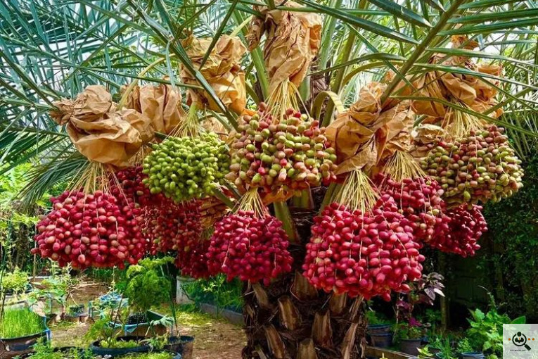 نخل و خرمای 1400 در تهران