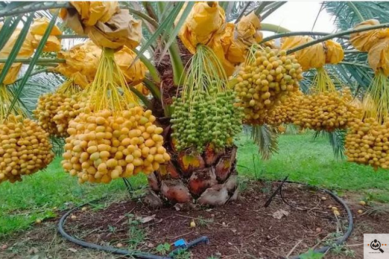 نخل و خرمای 1400 در تهران