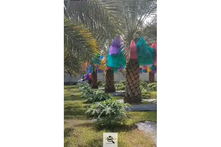 نخل و خرمای 1400 در تهران