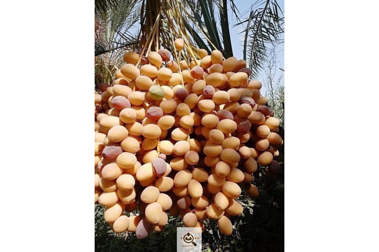 نخل و خرمای 1400 در تهران