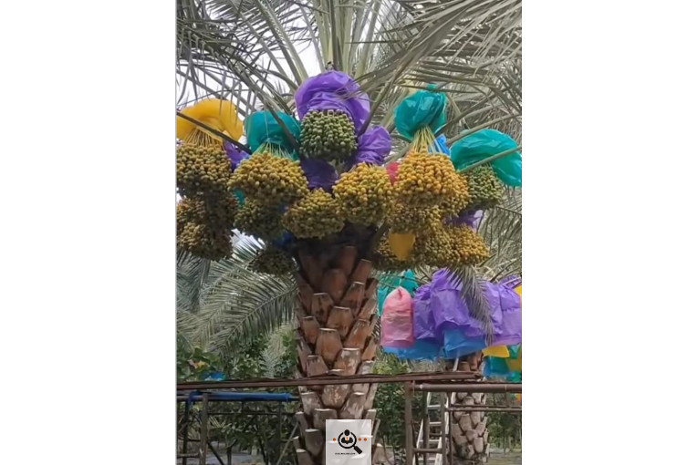 نخل و خرمای 1400 در تهران