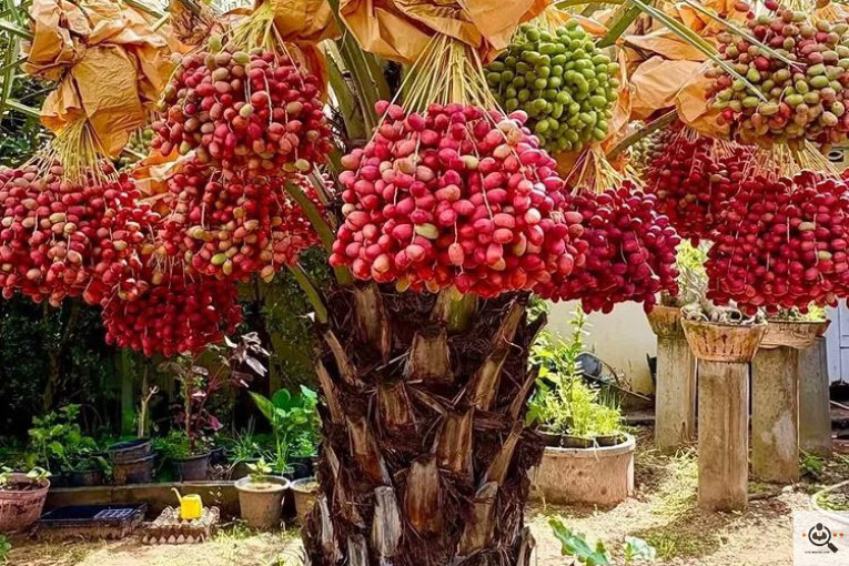 نخل و خرمای 1400 در تهران