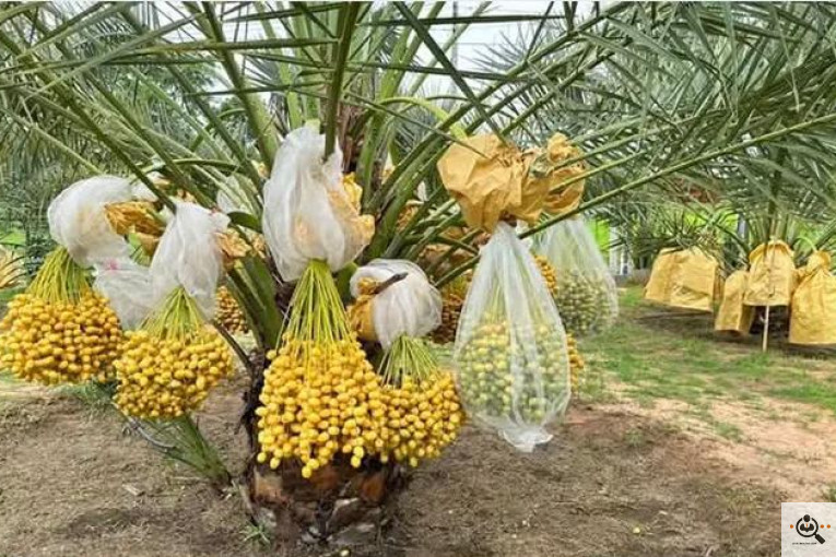 نخل و خرمای 1400 در تهران