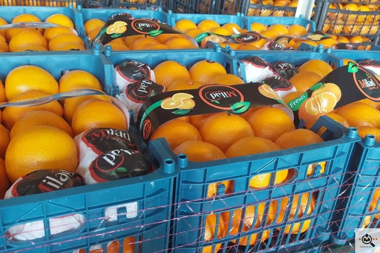 تامین و صادرات میوه کیوان قنبرلو در آذربایجان غربی