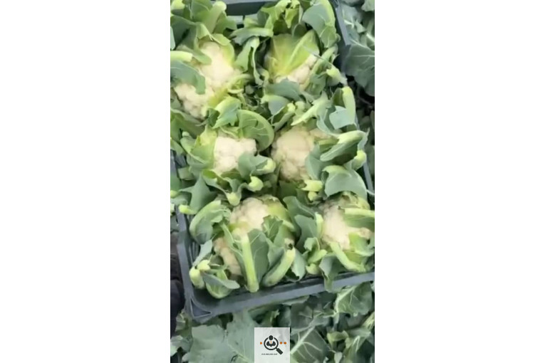 تامین و صادرات میوه کیوان قنبرلو در آذربایجان غربی