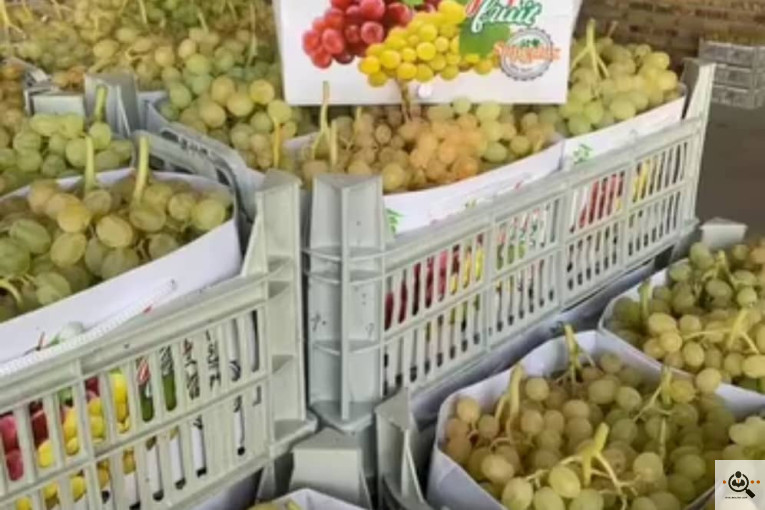 تامین و صادرات میوه کیوان قنبرلو در آذربایجان غربی