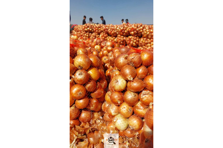 خرید و فروش سیب زمینی و پیاز صادرات پناهپوری در اصفهان