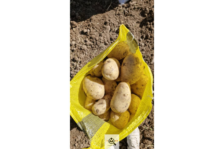 خرید و فروش سیب زمینی و پیاز صادرات پناهپوری در اصفهان