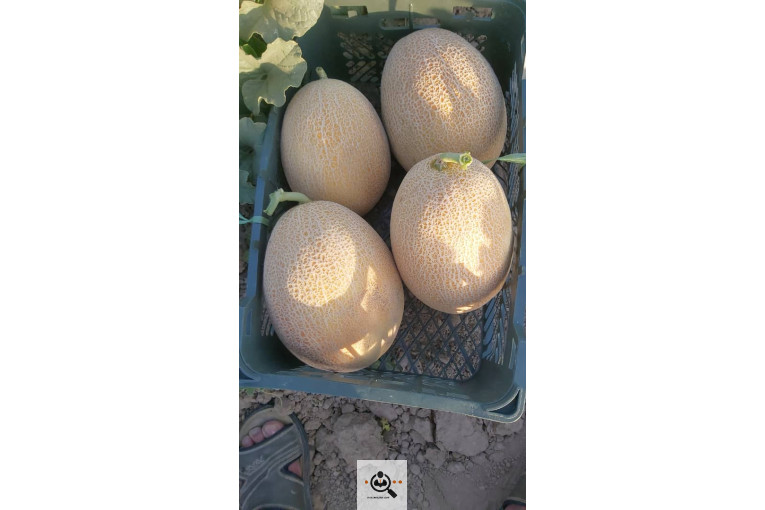 خرید و فروش محصولات کشاورزی جابر اکبری نژاد در جهرم