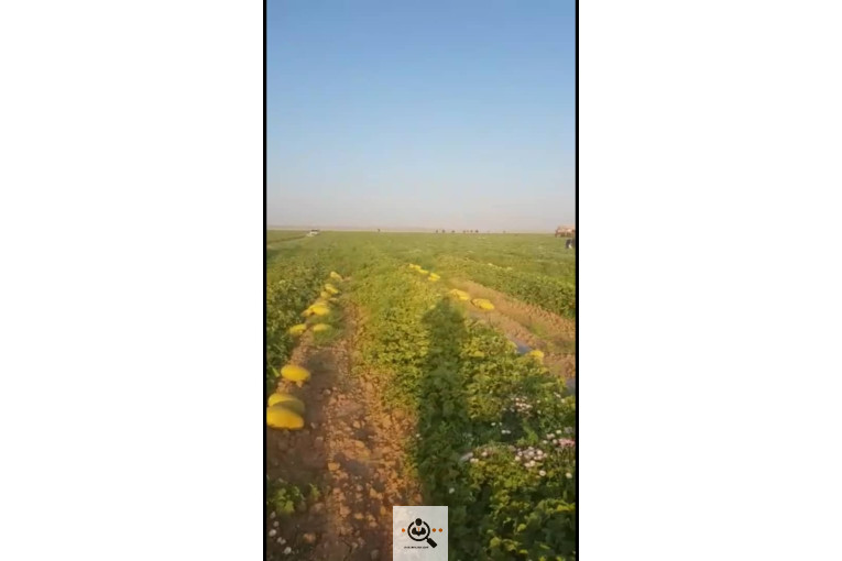 بارفروشی حیدر اصغری و پسران در مشهد
