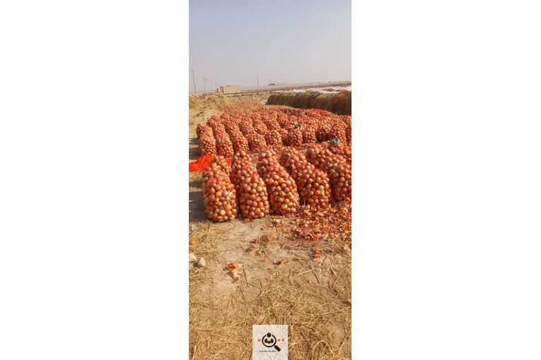 صادرات محصولات کشاورزی پیاز خشک و بذر پیاز کشاورز در اصفهان