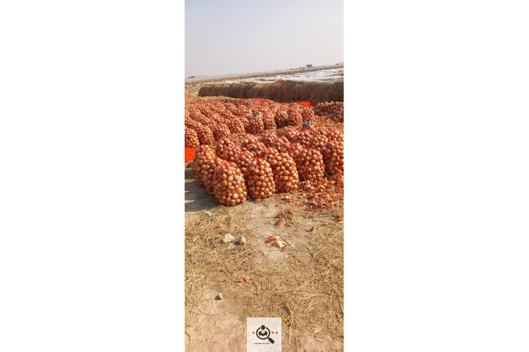 صادرات محصولات کشاورزی پیاز خشک و بذر پیاز کشاورز در اصفهان