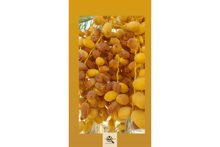صادرات و خرید و فروش خرما نخیلات در استان فارس