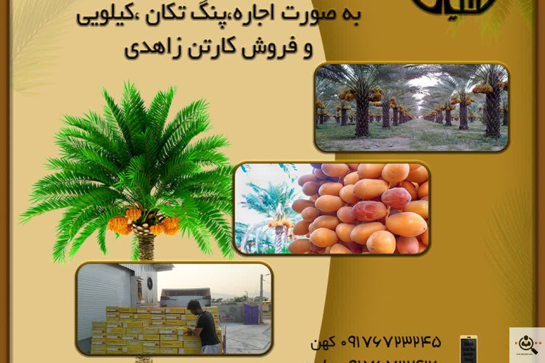 صادرات و خرید و فروش خرما نخیلات در استان فارس