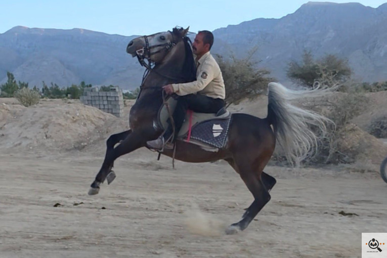 باشگاه سوارکاری فدایی هورس در فارس