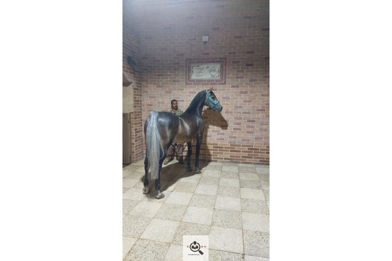 باشگاه سوارکاری فدایی هورس در فارس