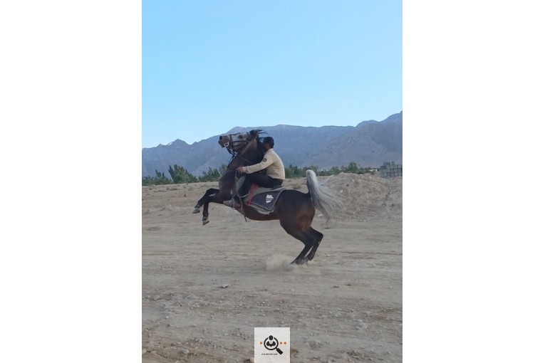 باشگاه سوارکاری فدایی هورس در فارس