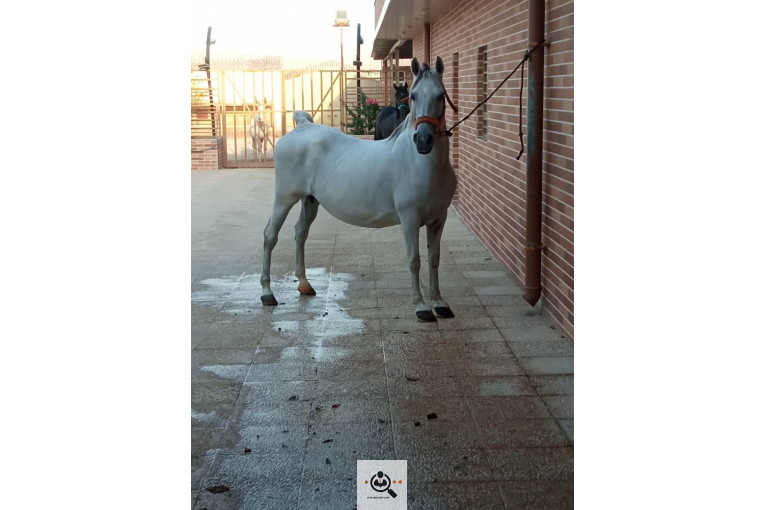 باشگاه سوارکاری فدایی هورس در فارس