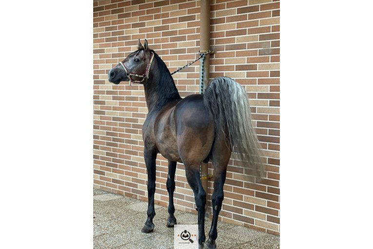 باشگاه سوارکاری فدایی هورس در فارس