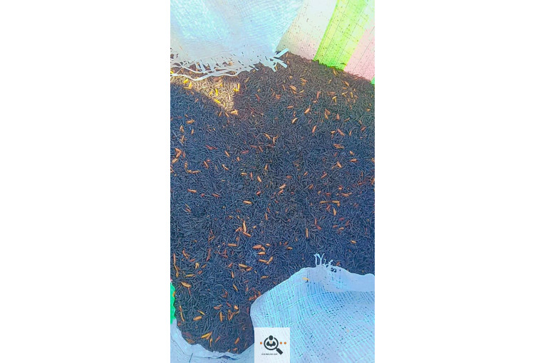 سبوس برنج و دوکوب در آمل