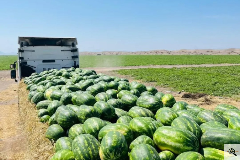 هندوانه و ملون نادری در جلگه