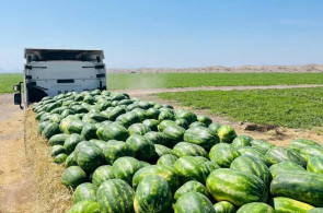 هندوانه و ملون نادری در جلگه