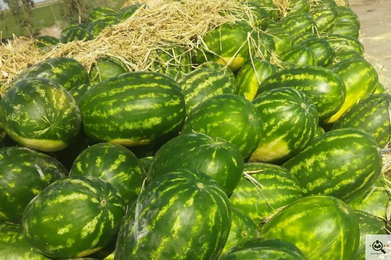 هندوانه و ملون نادری در جلگه