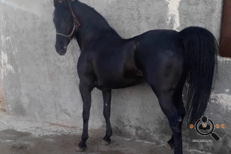 پرورش اسب جهان سالار در اصفهان