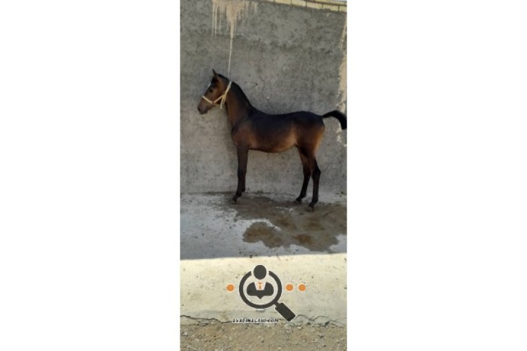 پرورش اسب جهان سالار در اصفهان