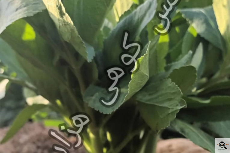 تولید نشاء کرفس کوهی هزاردره