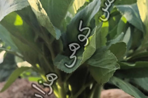 تولید نشاء کرفس کوهی هزاردره