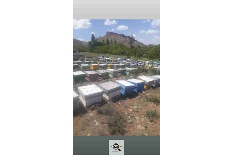فروشگاه عسل طبیعی رسول سنگین آبادی در سنندج