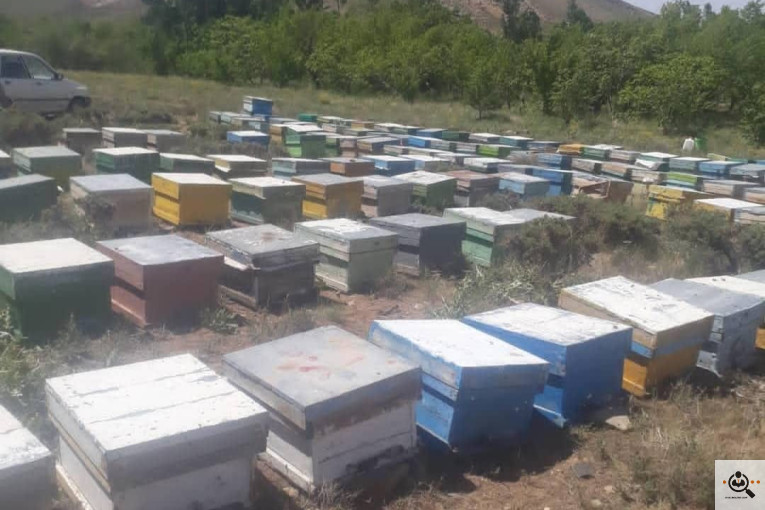 فروشگاه عسل طبیعی رسول سنگین آبادی در سنندج