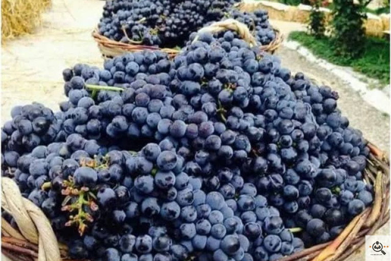 مجموعه سردشت ارگانیک در آذربایجان غربی
