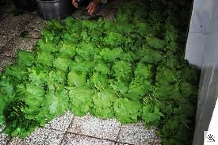 صادرات برگ مو خراسان در خراسان شمالی