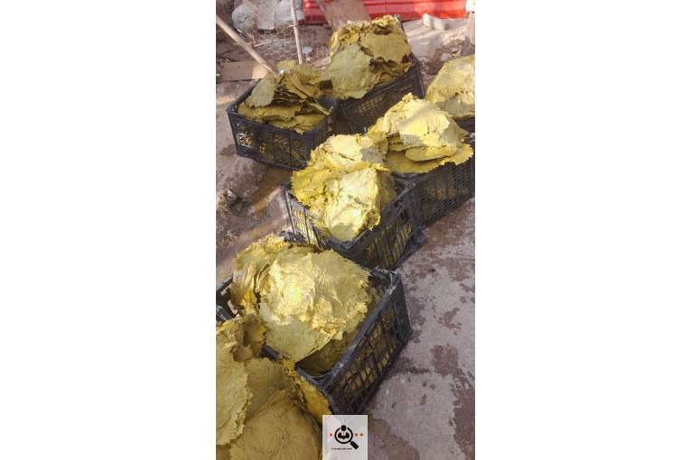 صادرات برگ مو فخر الدین در بجنورد