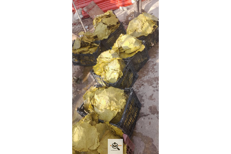 صادرات برگ مو فخر الدین در بجنورد