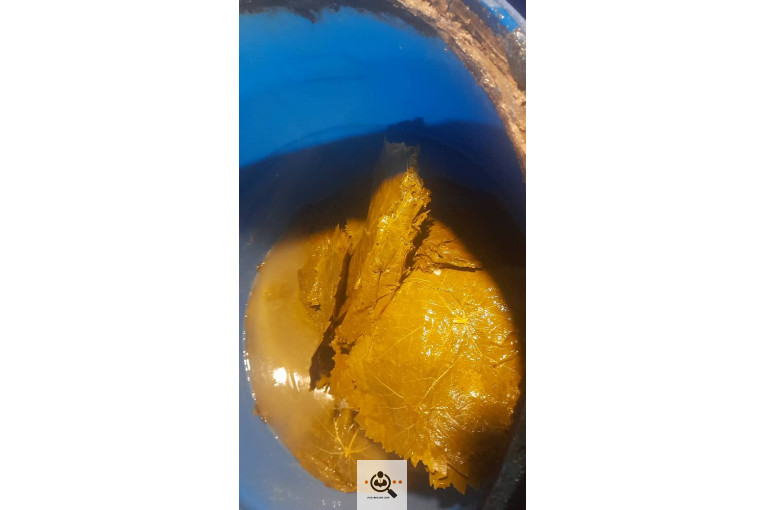 صادرات برگ مو فخر الدین در بجنورد