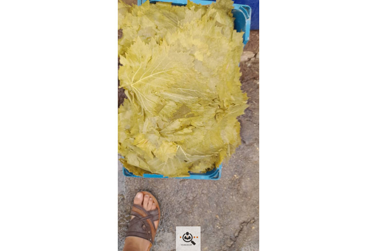 صادرات برگ مو فخر الدین در بجنورد