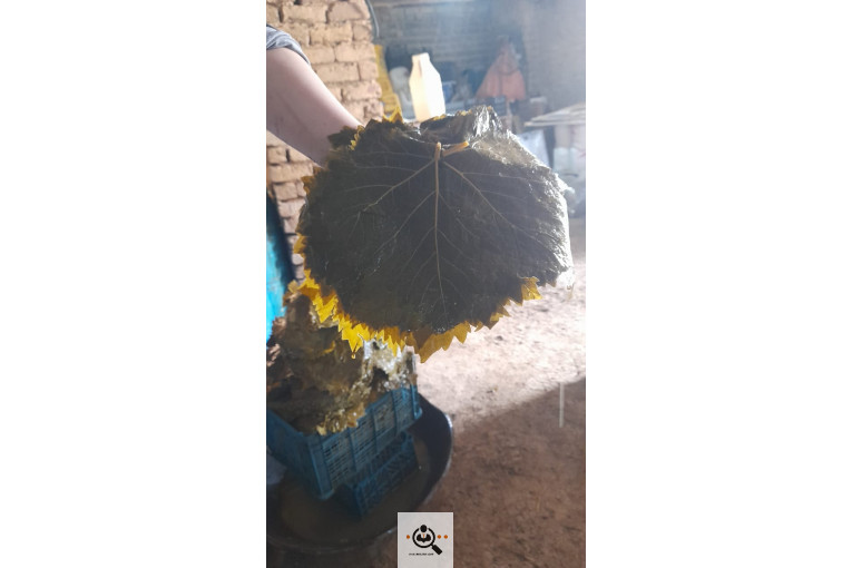 صادرات برگ مو فخر الدین در بجنورد